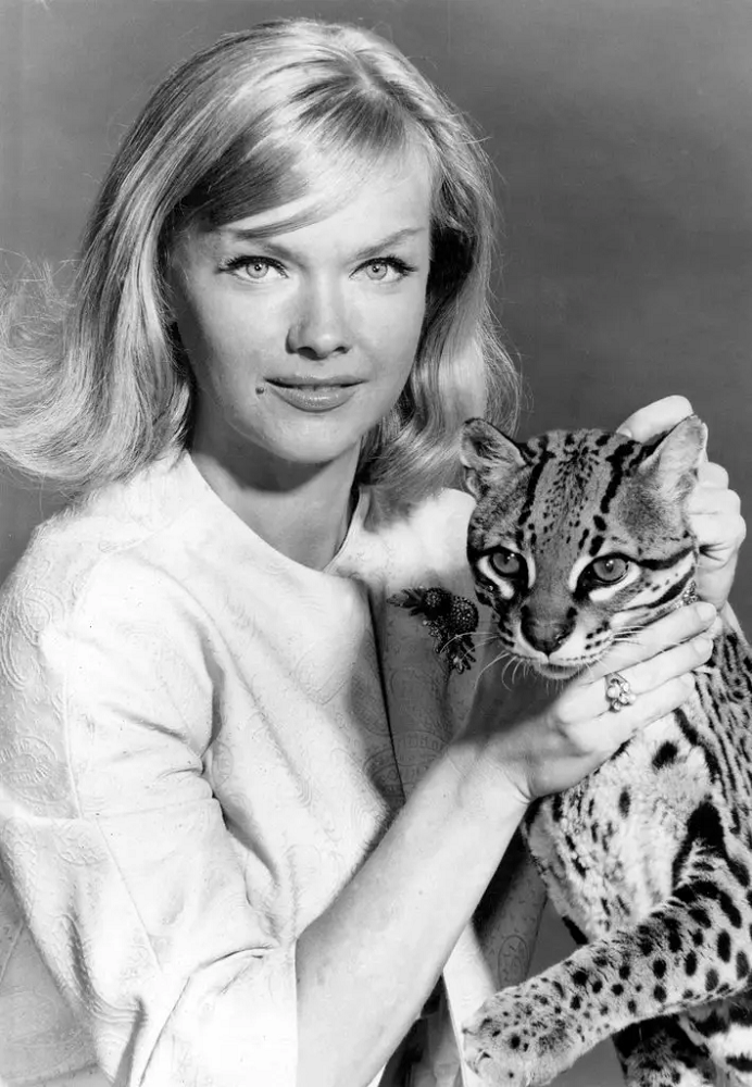 Anne Francis career